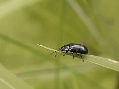 Phratora vulgatissima