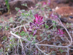 Fumaria officinalis