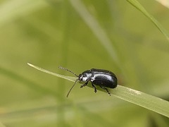 Phratora vulgatissima