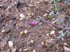 Fumaria officinalis