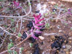 Fumaria officinalis