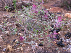 Fumaria officinalis