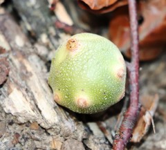 Andricus infectorius