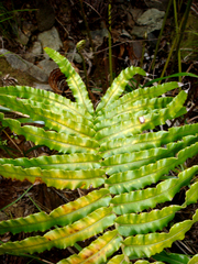 Blechnum triangularifolium