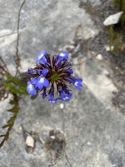 Lobelia valida