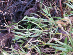Tracheophyta