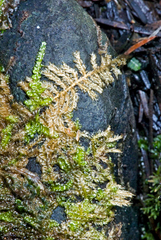 Ectropothecium sandwichense