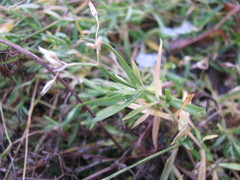 Tracheophyta
