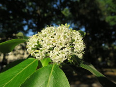 Ehretia macrophylla