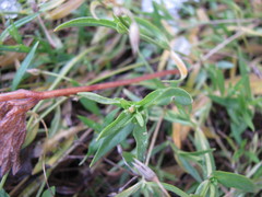 Tracheophyta