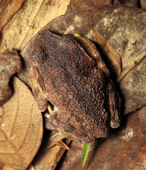 Leptobrachium gunungense