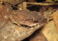 Leptobrachium gunungense