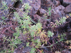 Galium mollugo