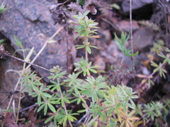 Galium mollugo