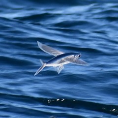 Cheilopogon melanurus