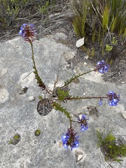 Lobelia valida