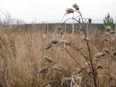 Cirsium arvense
