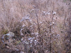 Cirsium arvense