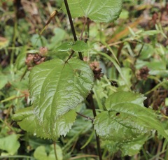 Ageratina roanensis