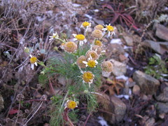 Tripleurospermum inodorum