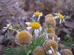 Tripleurospermum inodorum