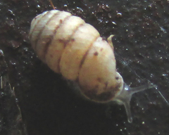Sphyradium doliolum