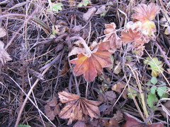 Alchemilla