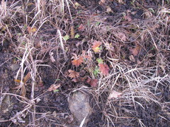 Alchemilla