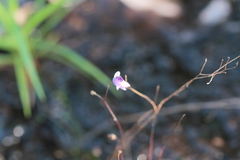 Utricularia