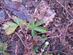 Potentilla