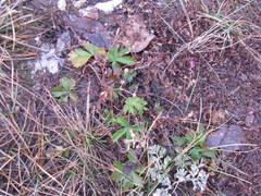 Potentilla