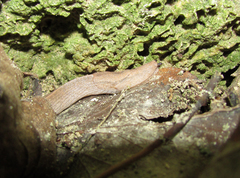 Tandonia kusceri