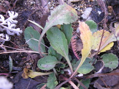 Tracheophyta