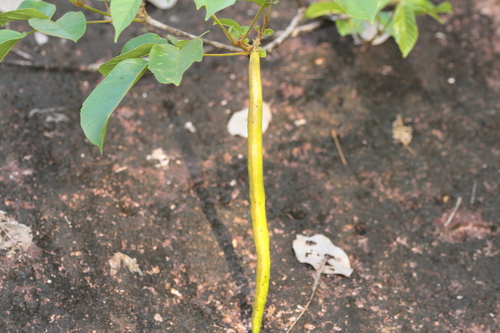 Arawnig (Handroanthus capitatus)