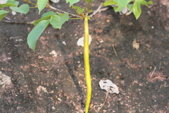 Handroanthus capitatus