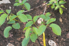 Handroanthus capitatus