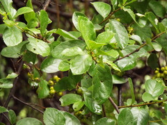Ehretia anacua