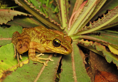 Meristogenys kinabaluensis