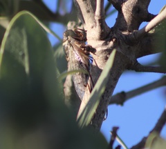 Diceroprocta marevagans