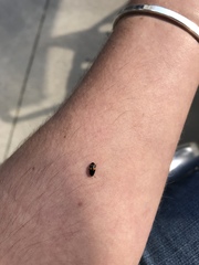 Glischrochilus fasciatus