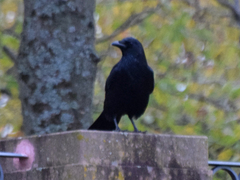 Corvus corone