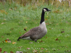 Branta canadensis