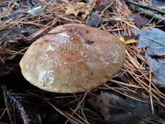 Suillus subalutaceus