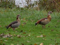 Alopochen aegyptiaca