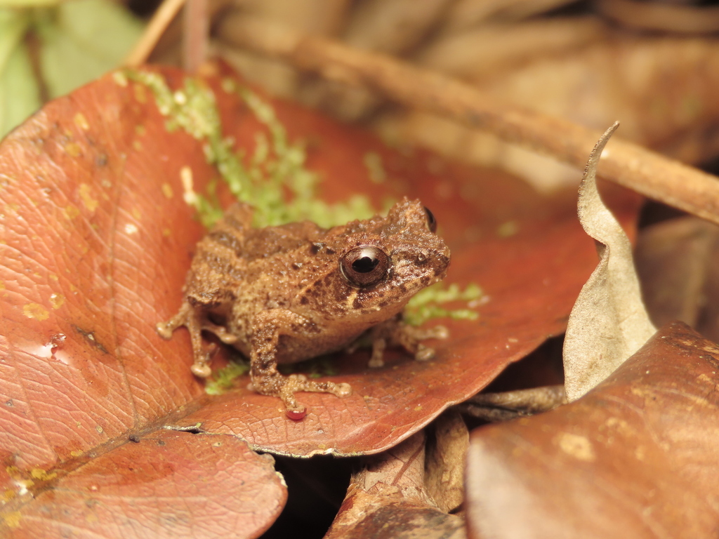 Disparate Bush Frog