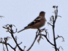 Fringilla coelebs