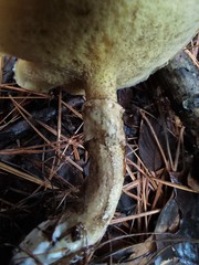 Suillus subalutaceus