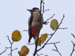 Dendrocopos major