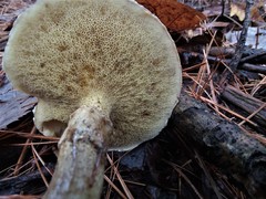 Suillus subalutaceus