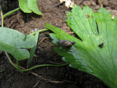Succinella oblonga image